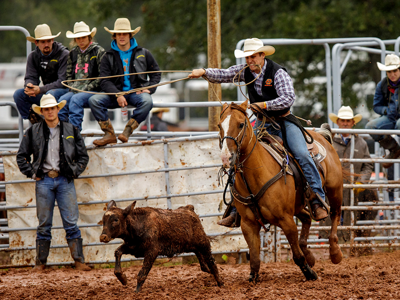 Horseman tries to rope a calf in rodeo competition